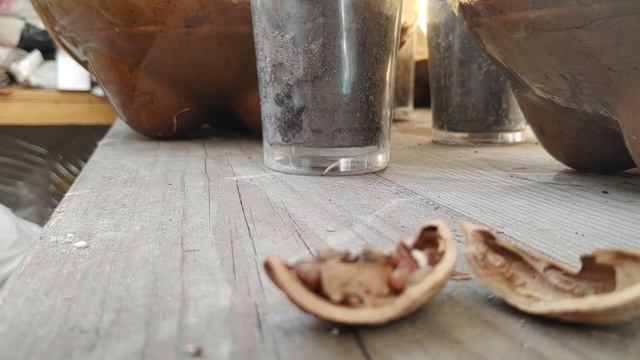 Как вырастить вкусный грецкий орех.