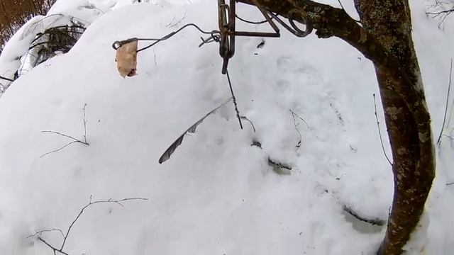 Промысловая охота: пакостная рысь. приманки и наживки на куницу смотреть онлайн