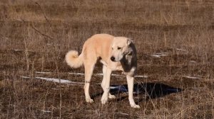 Домашние деревенские рецепты выпечки зимой Азербайджанская Кухня Деревенская Кухня  Рецепты