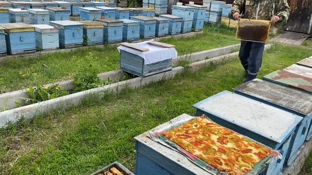 «101-й метод» формирования отводков и семьи-воспитательницы 2 в 1!!! смотреть онлайн