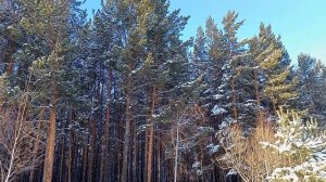 Неужели там кто-то живёт?🤔(Берлога!!!Сосновый бор)🌲🌲