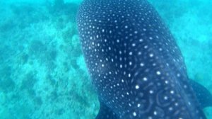 ТУР КИТОВАЯ АКУЛА С ICOM МААФУШИ МАЛЬДИВЫ
WHALE SHARK TOUR WITH ICOM MAAFUSHI MALDIVES