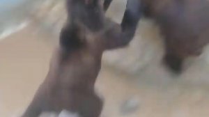 Медвежата дерутся!!! =)))