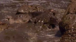 10 Deadliest River Monsters In The World!