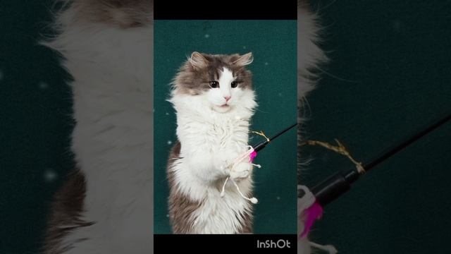 *ДОМА* Пушистый котик Том ждёт своё чудо!