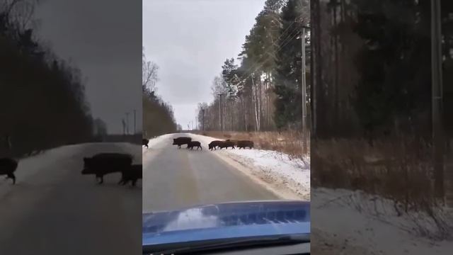 Настоящее свинство выглядит так