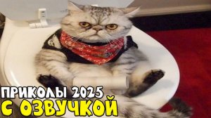 Приколы с котами! С ОЗВУЧКОЙ!😂 - Смешные коты! Самые смешные животные! 2024