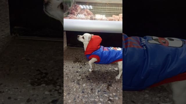 Чувствую вкусняшки 😄