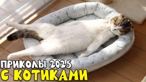 😺 Уличные красавчики! 🐈 Видео смешных котов и котят для хорошего настроения! 😻