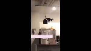 ПРИКОЛЫ С КОТАМИ! Смешные ЖИВОТНЫЕ с озвучкой! Смешные коты! #рутуб #кошка #котик