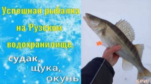Успешная рыбалка на Рузском водохранилище . Судак, щука, окунь .