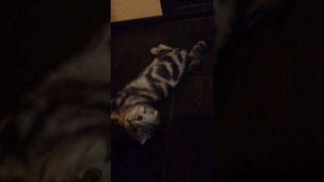 Зачем сторожевая собака когда есть Веня! смотреть онлайн