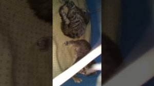 Highlander / Highland Lynx Kittens 07.29.2019 VABeachCats - Cat Nap