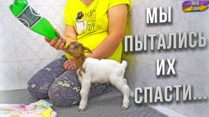КОЗЛЯТ БЫЛО НЕ СПАСТИ!😱Мы ВИНОВАТЫ! Не хватило ОПЫТА. Сложная ситуация! Стоить ли винить себя?
