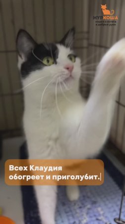 Клаудия ждёт вас в приюте #Муркоша