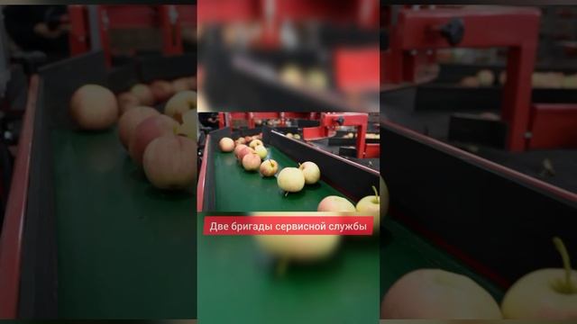 Линии калибровки яблок. Собственное производство