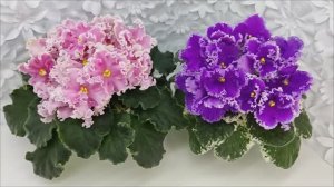 Фиалки Dn-Юная Француженка и НД-Ливадия