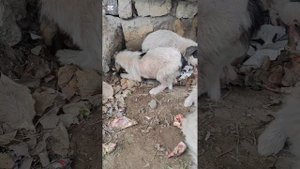 Спасение щенков