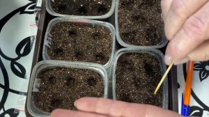 Ранний посев петунии для дальнейшего черенкования.