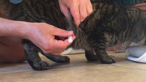 Инъекция инсулина коту 4