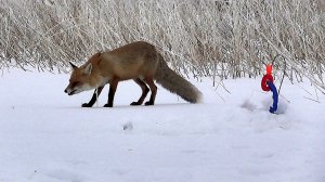 АТАКА ЩУКИ! Рыбалка на жерлицы с подводной камерой!