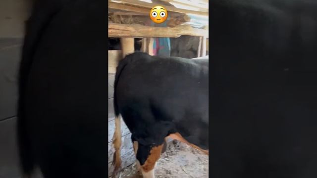 Большой БЫК Самый Большой Бык  Сочный Стейк Шашлык Мраморная Говядина #shortsvideo #shorts #бык #я