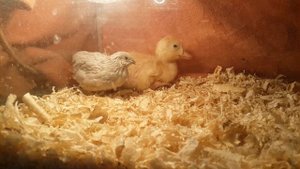 Дружба китайского расписного перепела и пекинского утенка.
