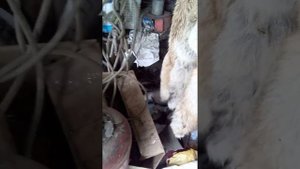 Лисы добыты за сезон