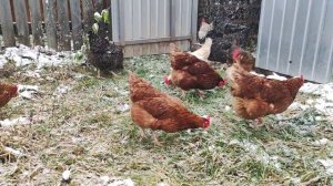 #лайк#зима#подпишись#тикток#киров#двор#природа#курица#птичийдвор#сад#куры