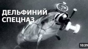 ДЕЛЬФИНИЙ СПЕЦНАЗ: как дельфины помогали военным в СССР