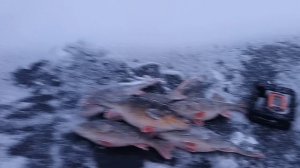 ЭТО РАЗВЕ ОКУНЬ ? ТАКИХ НИКОГДА НЕ ЛОВИЛ. КТО ЭТО ?