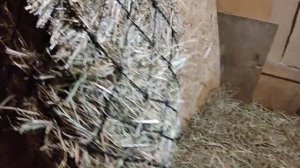 Сплел рептух для коз.