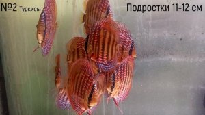 Дискусы