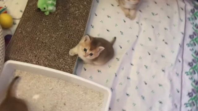 🤩🤩🤩ОЧЕНЬ СМЕШНЫЕ КОТЯТА😻УБИРАЮТ НОСКИ 🙀ЛЮБЯТ ПОРЯДОК😺😺☀️ЗОЛОТАЯ ШИНШИЛЛА 👑