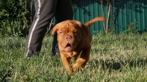 Бордоские доги 2,5 месяца (Максборд Майбах* Исмена Олимпия)