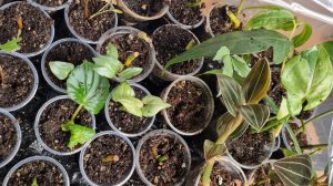 Говорушки, посадки