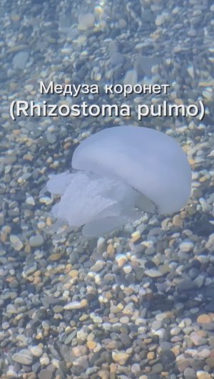Медуза коронет на пляже Сочи. Черное море.