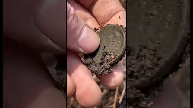 Царская монета из земли!