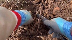 МОЛОДОЙ ЛЕС И НЕОЖИДАННЫЕ НАХОДКИ!