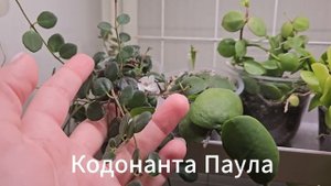 Моя коллекция комнатных растений: 200+ зеленых обитателей в квартире.