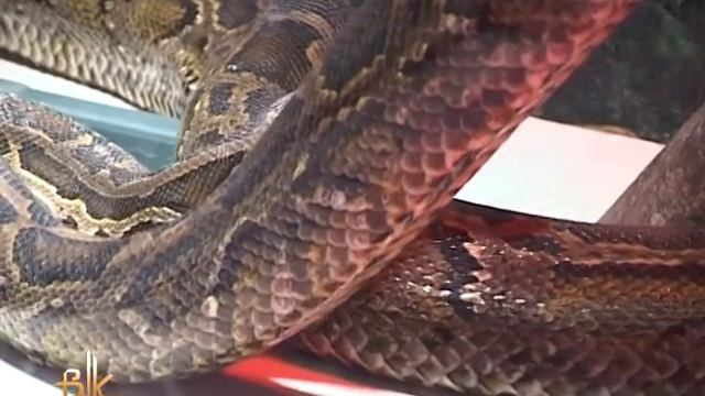 Розпочався рік Змії за східним календарем смотреть онлайн