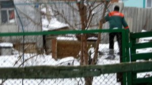 Голуби г Богучар  Б К  Дудкина. С. Г.  По первому  снегу.