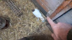 Иранские бойные голуби//Головатые голуби// Пошли весенние голубята//19 апреля 2023 год