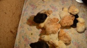 ВАРШАМ, ... ДОМАШНИЕ ЦЫПЛЯТА...