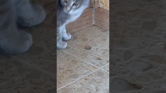 Кот напал на  Ящерицы Реакция кота охотник на ящериц #shortsvideo #shortsviral #share #shortsviral