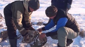 Мумию саблезубой кошки из Северной Америки нашли в Заполярье