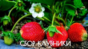 Сбор клубники