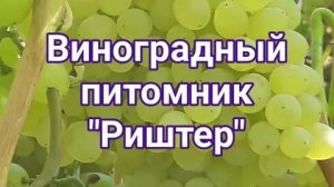Риштер виноградный питомник