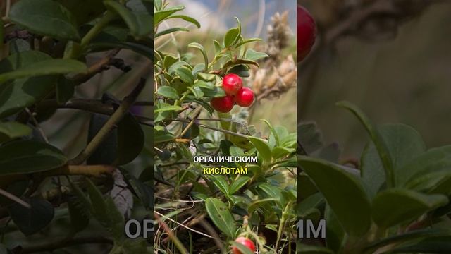 3 травы для здоровья почек