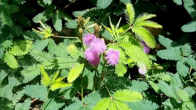 Mimosa Pudica || Shame plant смотреть онлайн